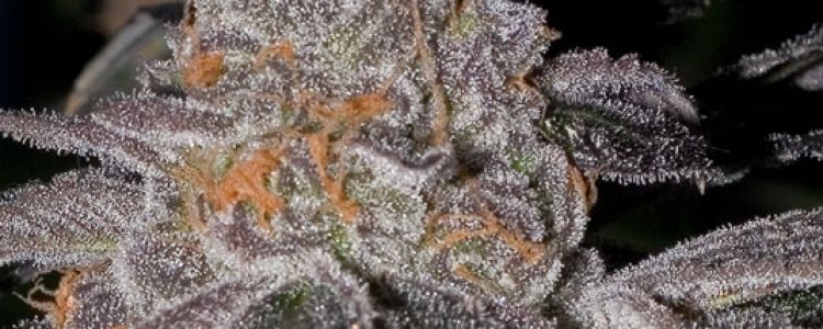Read more about the article BC Bud Depot Unleashes Animal Cookies!