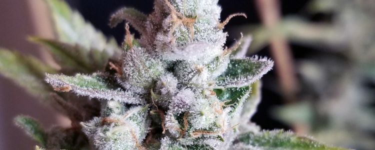 Read more about the article New Strain: The Tangie Cookies Are Here!