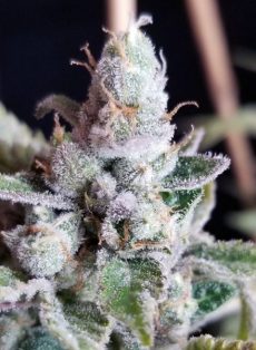 Tangie Cookies Feminized Marijuana Seeds