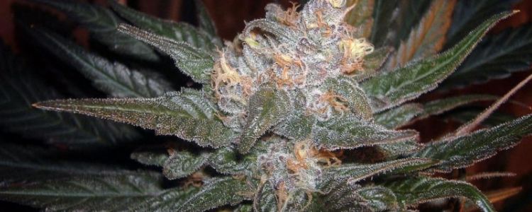 Read more about the article The Purps Feminized Are Here!