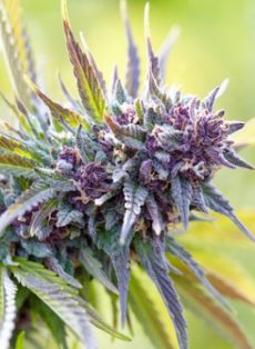 Blue Diesel Autoflower Feminized Marijuana Seeds