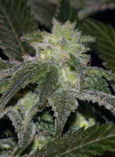 CBD Elixir Marijuana Seeds