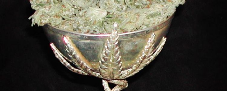 Read more about the article Night Nurse Wins at 2014 High TImes Cannabis Cup!