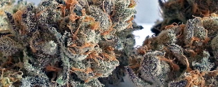 Read more about the article Girl Scout Cookies Bx1 Seeds Now Available!