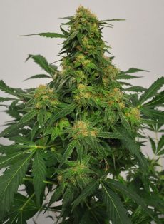 Harlequin Bx4 CBD Marijuana Seeds