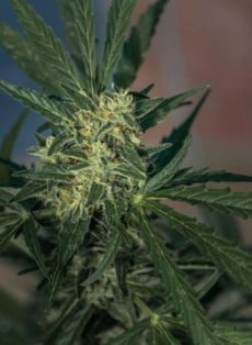 Jack Herer Autoflower Feminized Marijuana Seeds