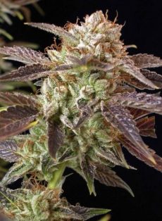 BC Kush Feminized Marijuana Seeds