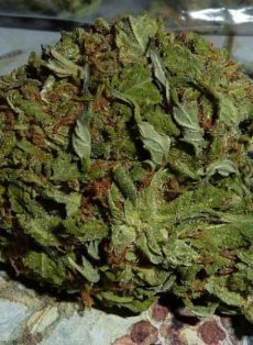 BC Pinewarp Regular Marijuana Seeds
