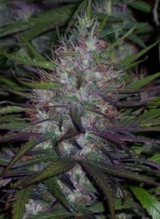 Purple Afghani Regular Marijuana Seeds