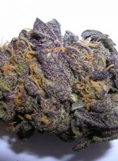 BC Purple Star Regular Marijuana Seeds