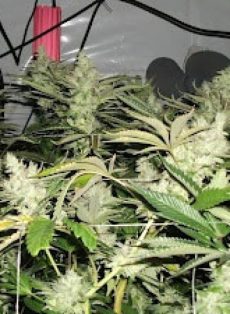 BC Rockstar Regular Marijuana Seeds