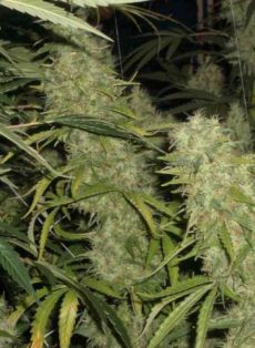 Skunk x Northern Lights Feminized Marijuana Seeds