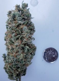 Sour Tsunami CBD Marijuana Seeds