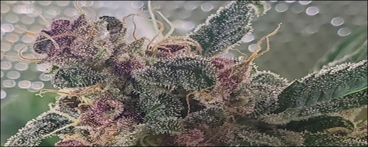 Read more about the article New Strain: The Star Cookies Descend!