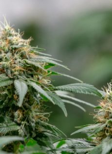 Super Bud Autoflower Feminized Marijuana Seeds