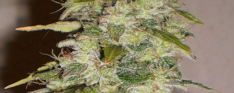 Read more about the article Marijuana Seeds from BCBD 2010 Sativa Cup Entry now Available !