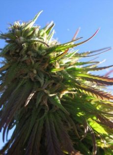 Texada Timewarp Regular Marijuana Seeds