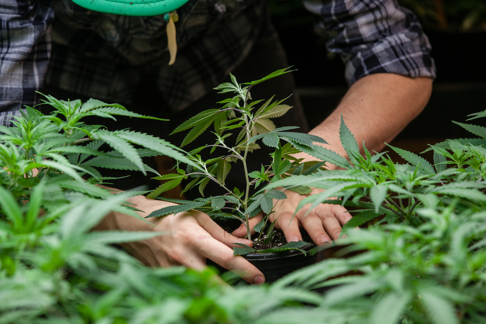 Read more about the article Growing Marijuana: What You Need To Know To Start Your Grow