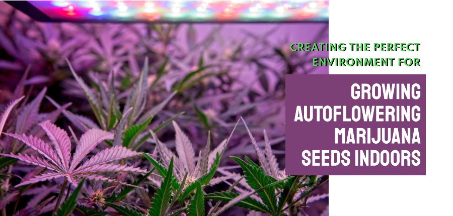 Read more about the article Creating the perfect environment for growing autoflowering marijuana seeds indoors