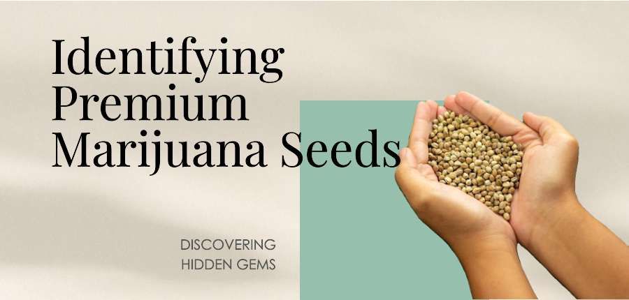 identifying high quality marijuana seeds