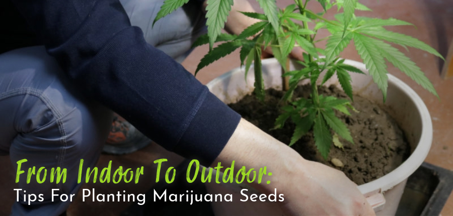 Read more about the article From Indoor To Outdoor: Tips For Planting Marijuana Seeds