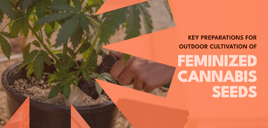 Read more about the article Key Preparations for Outdoor Cultivation of Feminized Cannabis Seeds