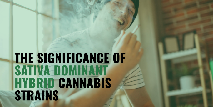 Read more about the article The Significance of Sativa Dominant Hybrid Cannabis Strains