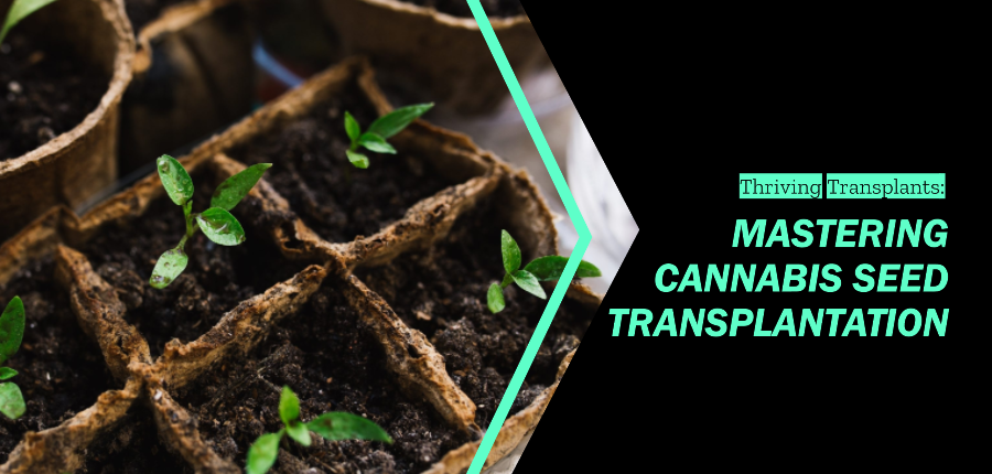 transplanting cannabis