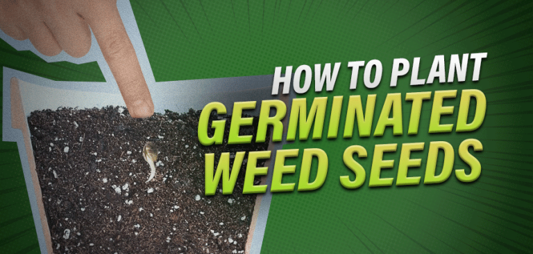 How to Plant Germinated Weed Seeds – Best Cannabis Bud Depot