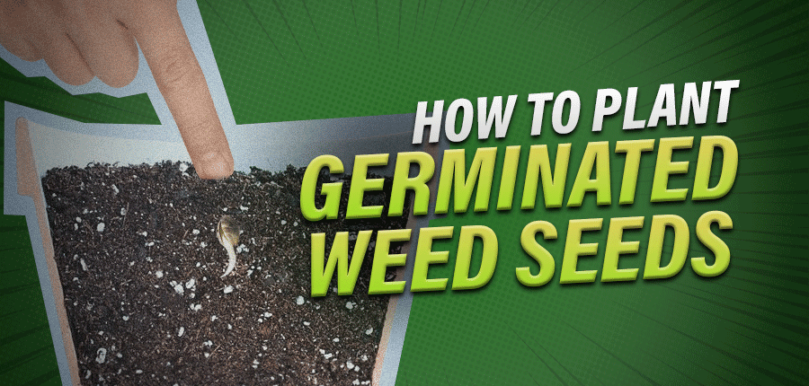 how to plant germinated weed seeds