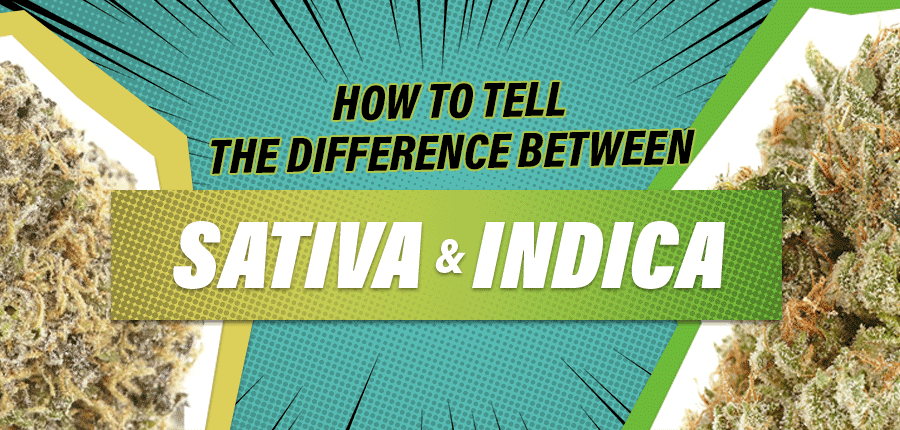 how to tell the difference between sativa and indica