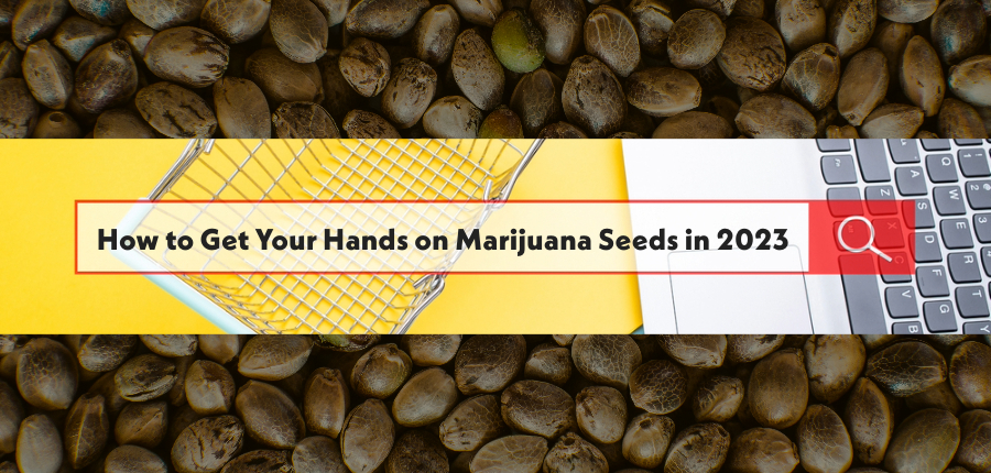 Read more about the article How to Get Your Hands on Marijuana Seeds in 2023