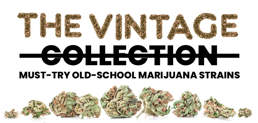 Read more about the article The Vintage Collection: Must-Try Old-School Marijuana Strains