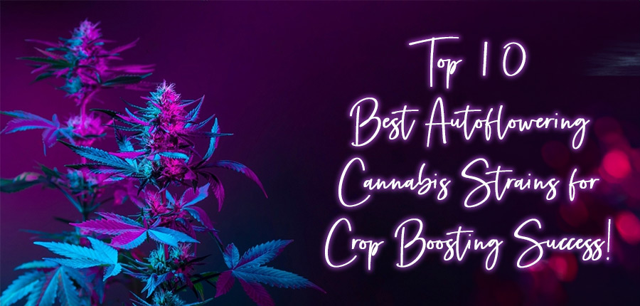 Read more about the article Top 10 Best Autoflowering Cannabis Strains for Crop Boosting Success!