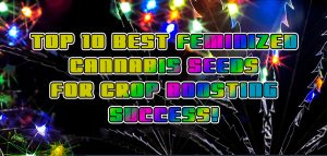 Best Feminized Cannabis Seeds