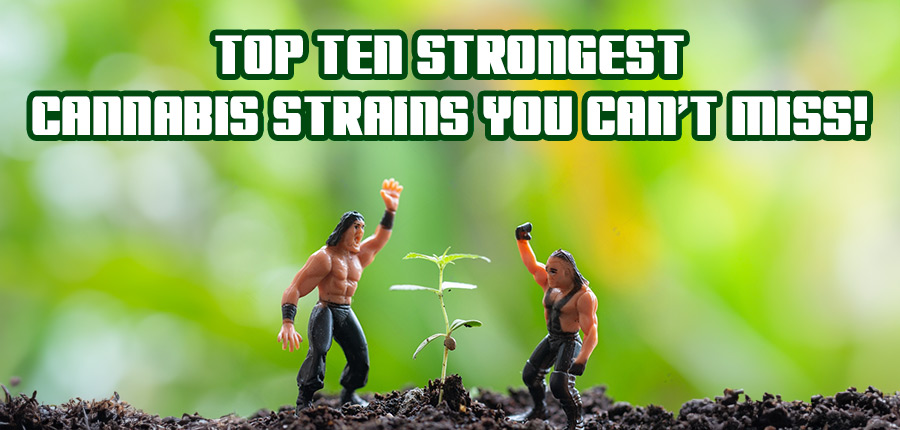 Read more about the article Top 10 Strongest Cannabis Strains You Can’t Miss!