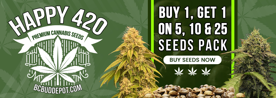 420 Promo Cannabis Seeds BOGO