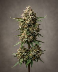AK-47 Feminized Marijuana Seeds