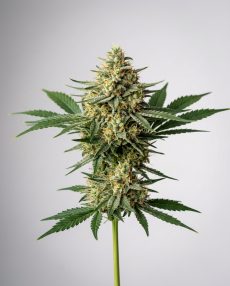 AK-48 Feminized Marijuana Seeds