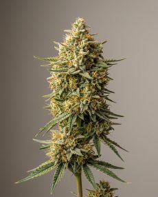 Acapulco Gold Feminized Marijuana Seeds