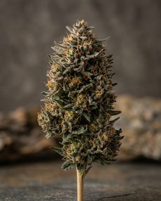 Afghan Kush Feminized Marijuana Seeds