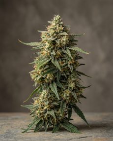 Afghani #1 Feminized Marijuana Seeds