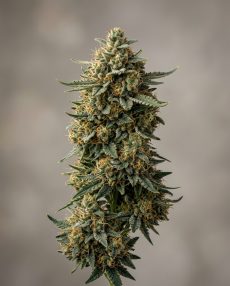 Afghani Bullrider Feminized Marijuana Seeds