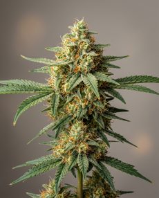 Agent Orange Feminized Marijuana Seeds