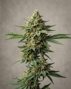 Alaskan Thunder Feminized Marijuana Seeds