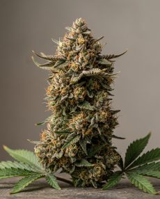 Apple Fritter Feminized Marijuana Seeds