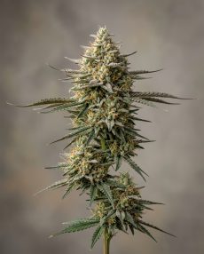 Arjan’s Haze #1 Feminized Marijuana Seeds