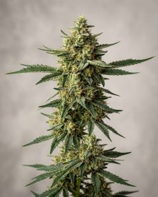 Arjan’s Haze #3 Feminized Marijuana Seeds