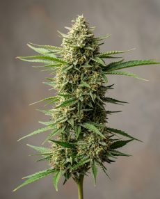 Arjan’s Ultra Haze #1 Feminized Marijuana Seeds