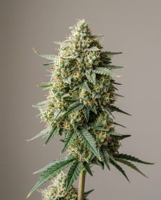 Banana Cake Feminized Marijuana Seeds